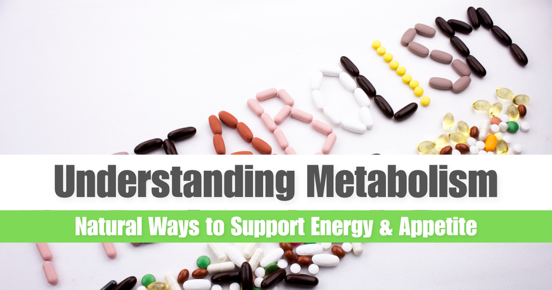Metabolism 101: How Your Body Uses Energy (Science-Based Guide)