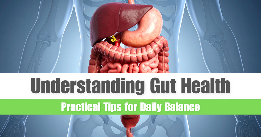 Gut Health 101: How Your Digestive System Shapes Your Daily Wellness