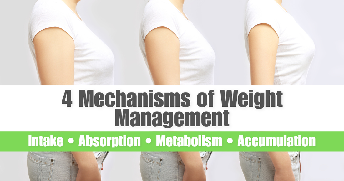 4 mechanisms of weight management infographic – intake absorption metabolism accumulation for body composition